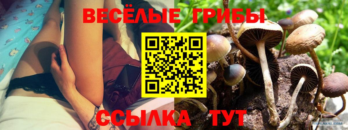 наркотики  Псилоцибиновые грибы ЛСД  Вход с VPN  Сосновый Бор 